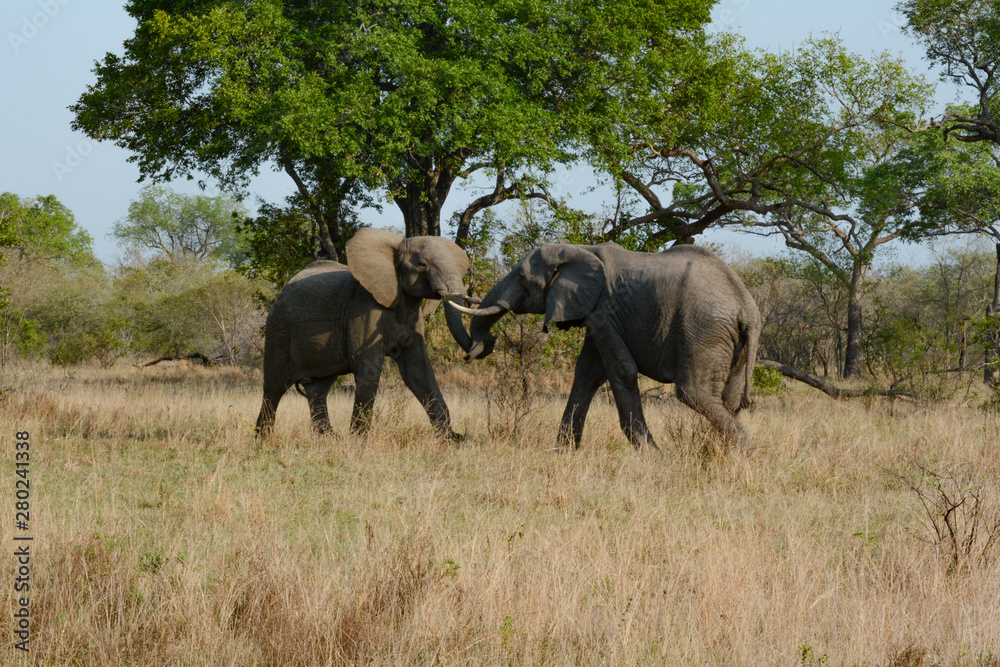 South African male elephants