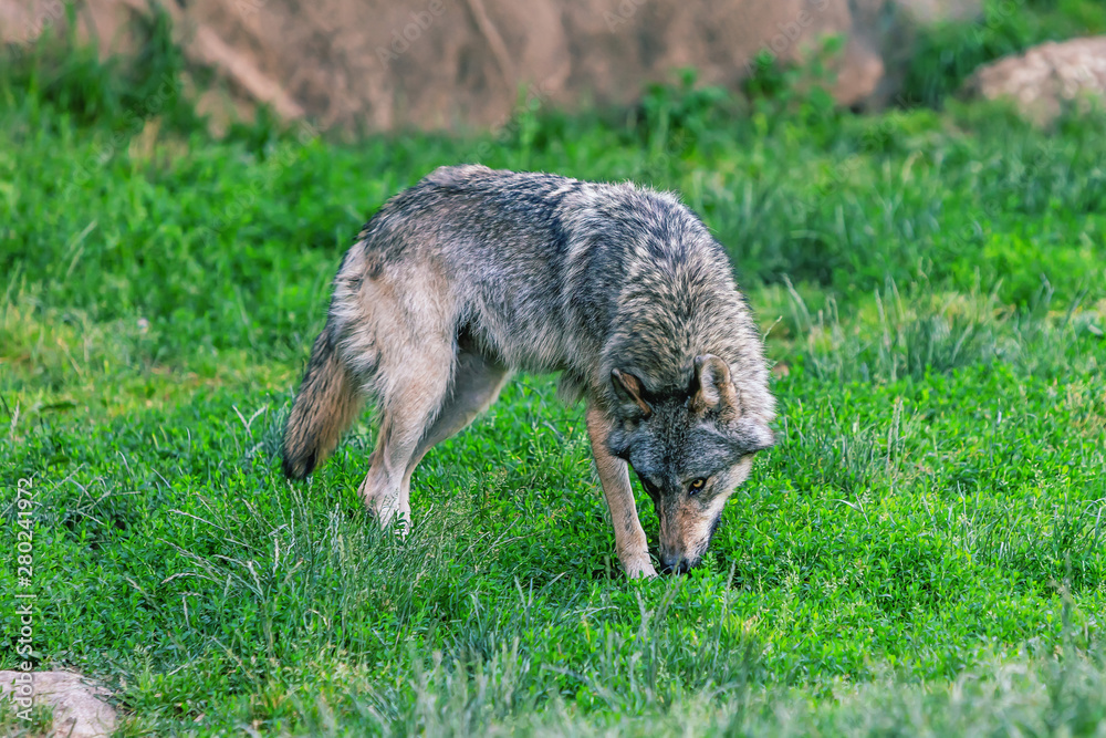 Portrait of a wolf in the nature