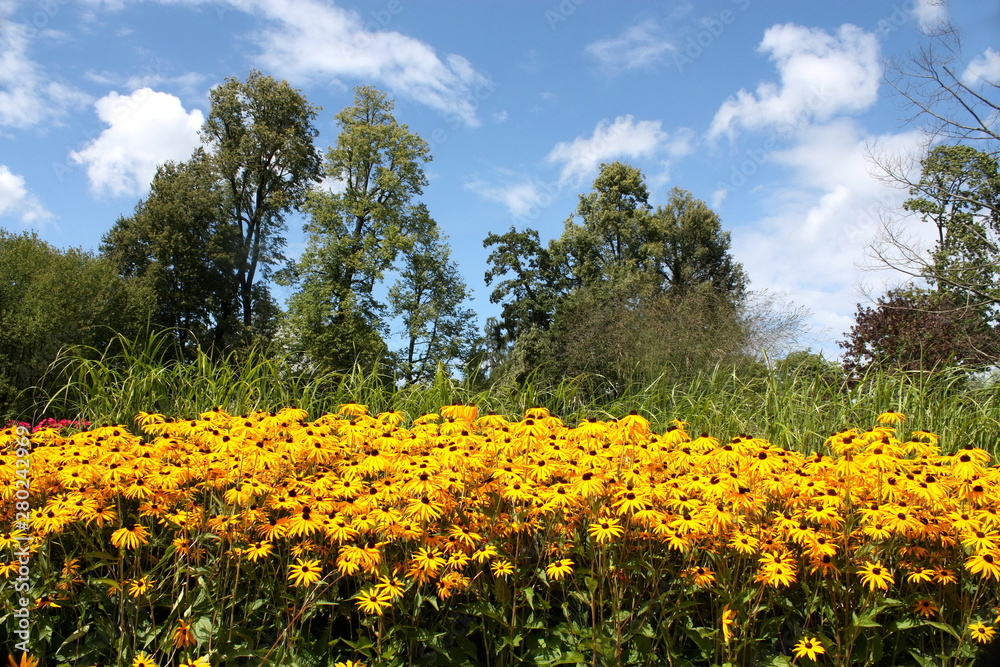 yellow daisies on a sunny sky background yellow daisies on a sunny sky background