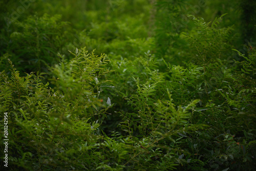 Green fresh plants grass closeup for background.