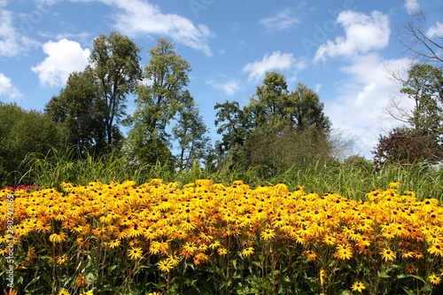 yellow daisies on a sunny sky background