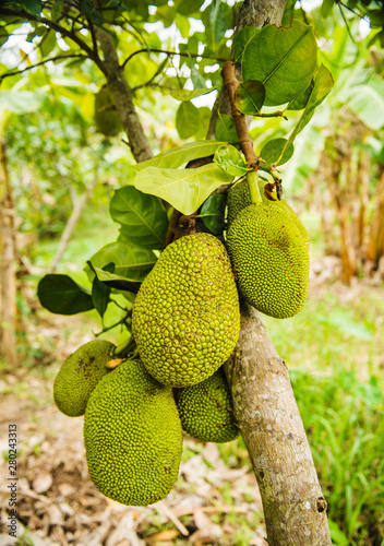 Close-up of jackfruit growing on a tree, Vietnam, Southeast Asia