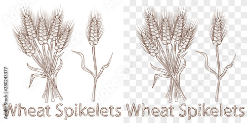 Sketch of bunch of wheat ears