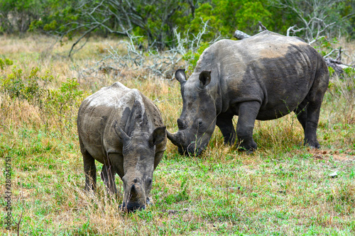 mother and baby Rhino in Kruger National Park South Africa