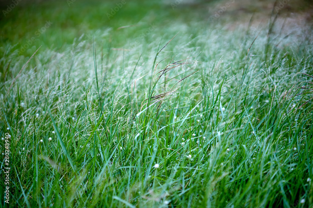 Close up grass flower on mountain in sunny day. Close up grass flower on mountain in sunny day.