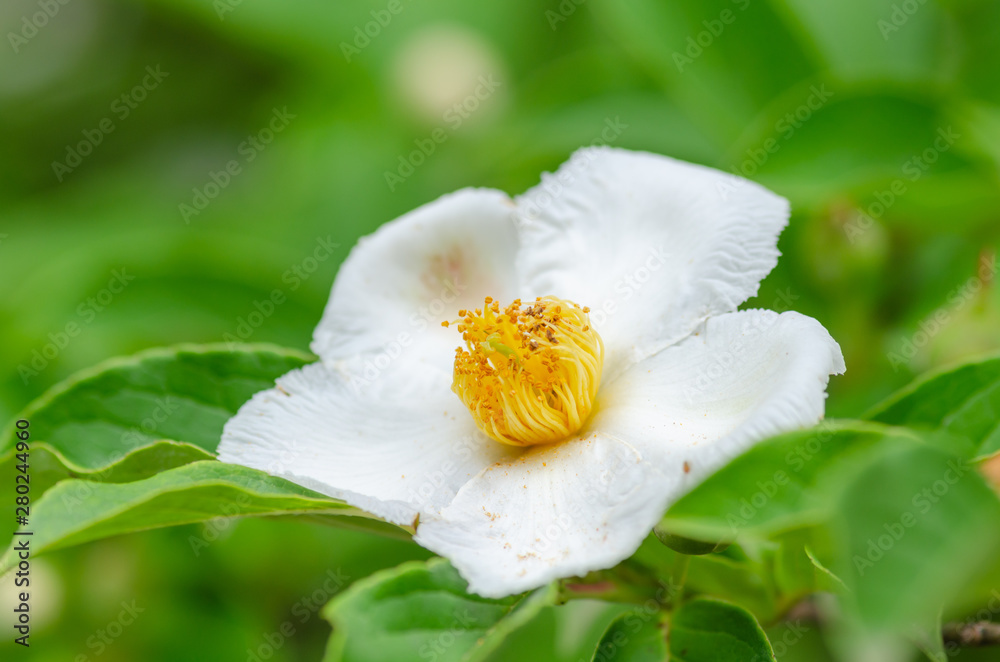 Fototapeta premium 沙羅の花