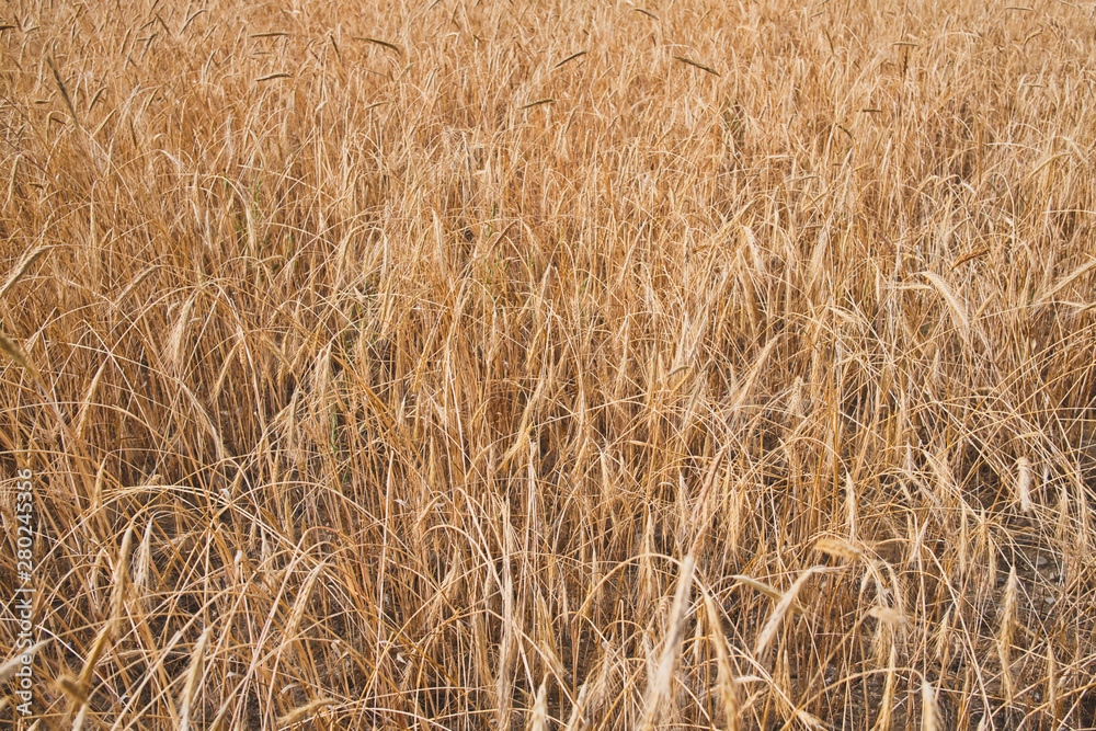 Wheat field. Ears of golden wheat close up. Background of ripening ears of meadow wheat field Wheat field. Ears of golden wheat close up. Background of ripening ears of meadow wheat field