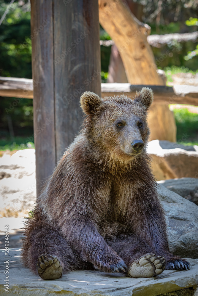 Fototapeta premium Brown bear sitting in front of a tree