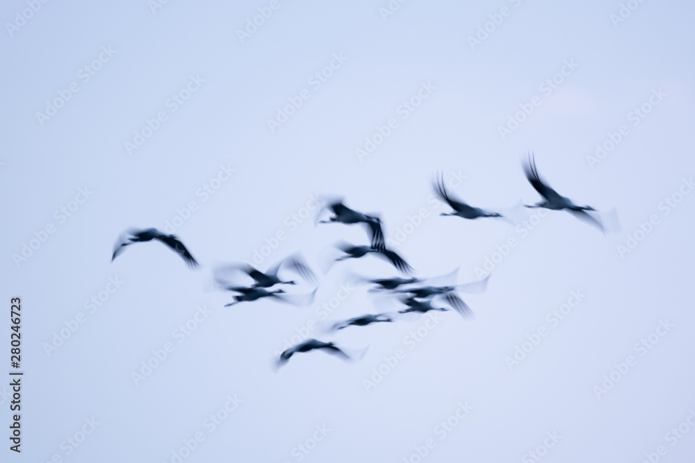 Fototapeta premium Kraniche im Flug