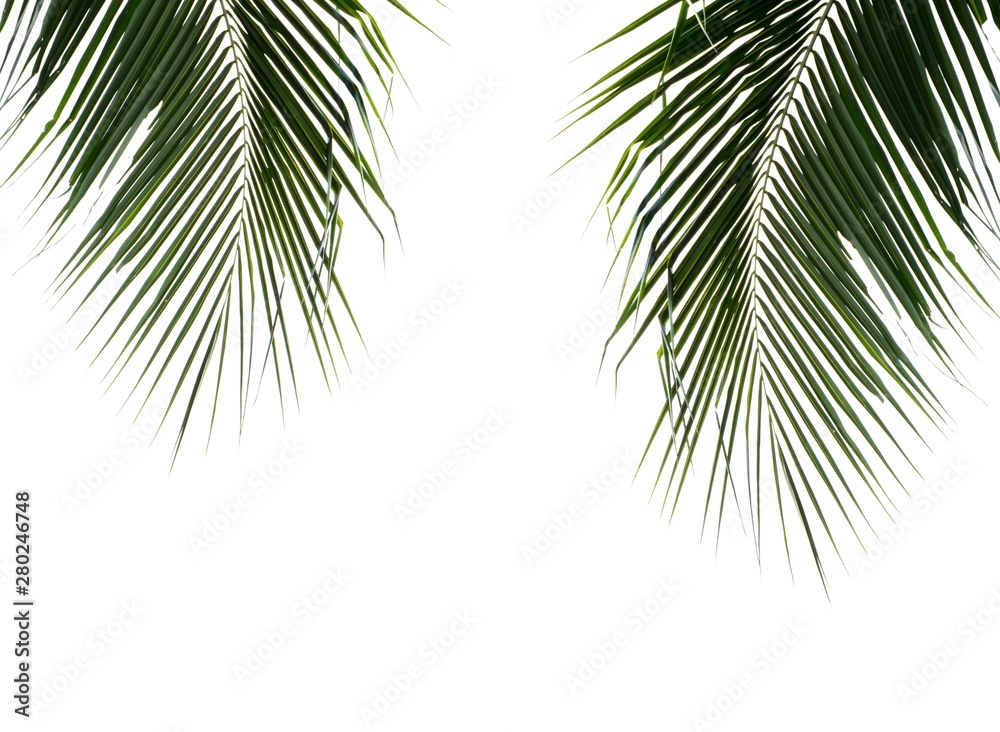 Fototapeta premium green palms leaves isolated on white background.