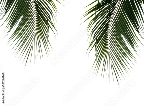 green palms leaves isolated on white background.