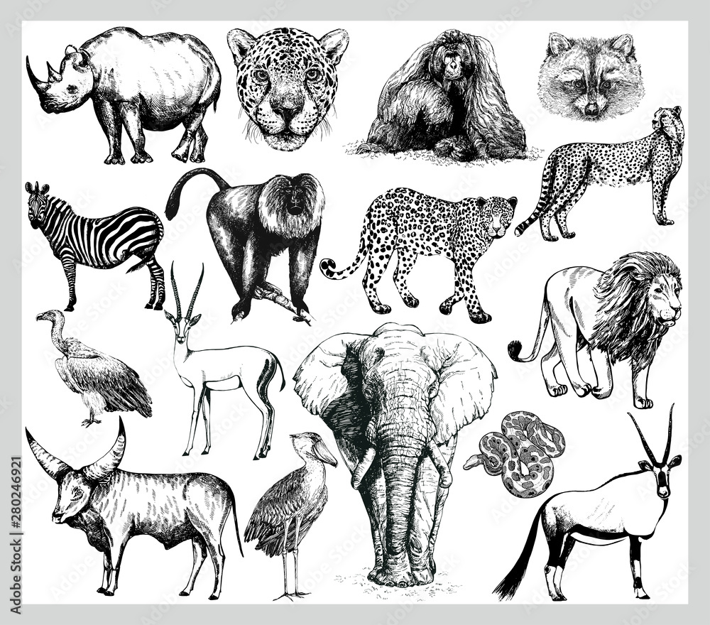 Big set of hand drawn sketch style wild animals isolated on white  background. Vector illustration. Stock Vector | Adobe Stock