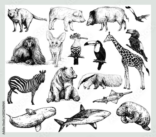 Fototapeta Naklejka Na Ścianę i Meble -  Big set of hand drawn sketch style wild animals isolated on white background. Vector illustration.