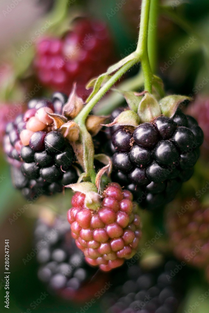 blackberry fruit close up blackberry fruit close up