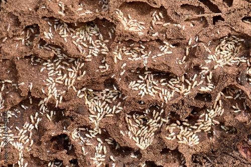 Termiten-Bau / Termitenstaat (Reticulitermes lucifugus / Reticulitermes balkanensis) auf Symi, Griechenland - termites on the greek istland Symi photo