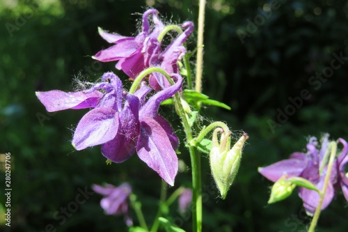 Beautiful purple aquilegia flowers in the garden, closeup