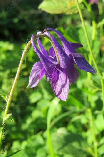 Fotobehang Purple aquilegia flower