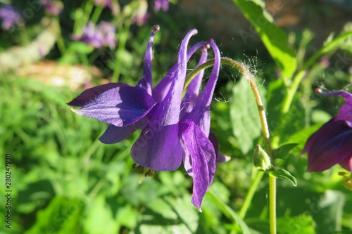 Slika na platnu Purple aquilegia flower