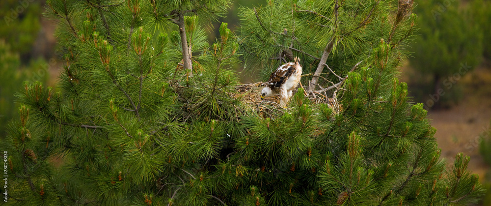 Spanish imperial eagle (Aquila adalberti)