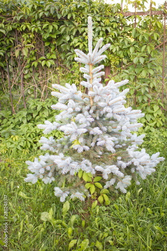 blue Christmas tree on a summer day