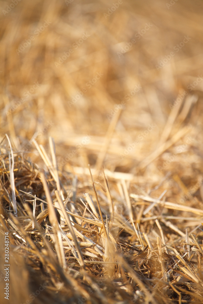 Fototapeta premium Close-up of single wheat ears against a background of blurred stubble from a wheat field