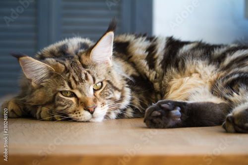 Close-up of a big sleepy half-year-old Maine Coon kitten lying on a table in the minimalist interior of the kitchen, selective focus