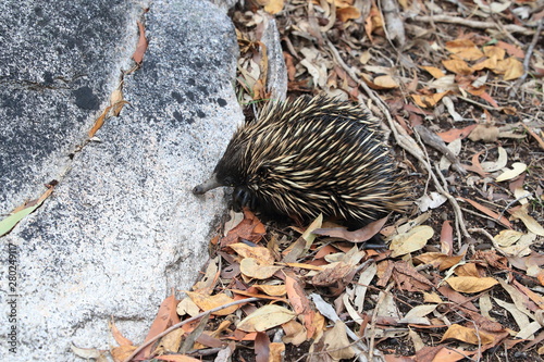 short-beaked echidna in the forest on food search  on Magnetic Island, Queensland Australia photo