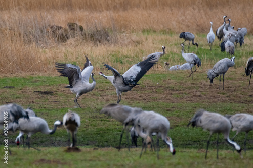 Kraniche bei der Frühjahrsrast in Mecklenburg Vorpommern © Alexander von Düren