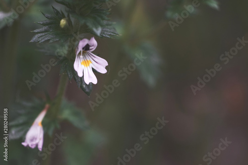 Flowers of the Eyebright Euphrasia rostkoviana. Western Siberia, Russia photo