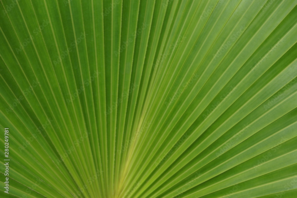 palm palm