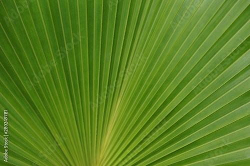 palm