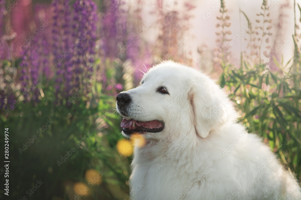 happy maremma sheepdog. Big white fluffy dog breed maremmano abruzzese shepherd lying in the field of lupines at sunset.