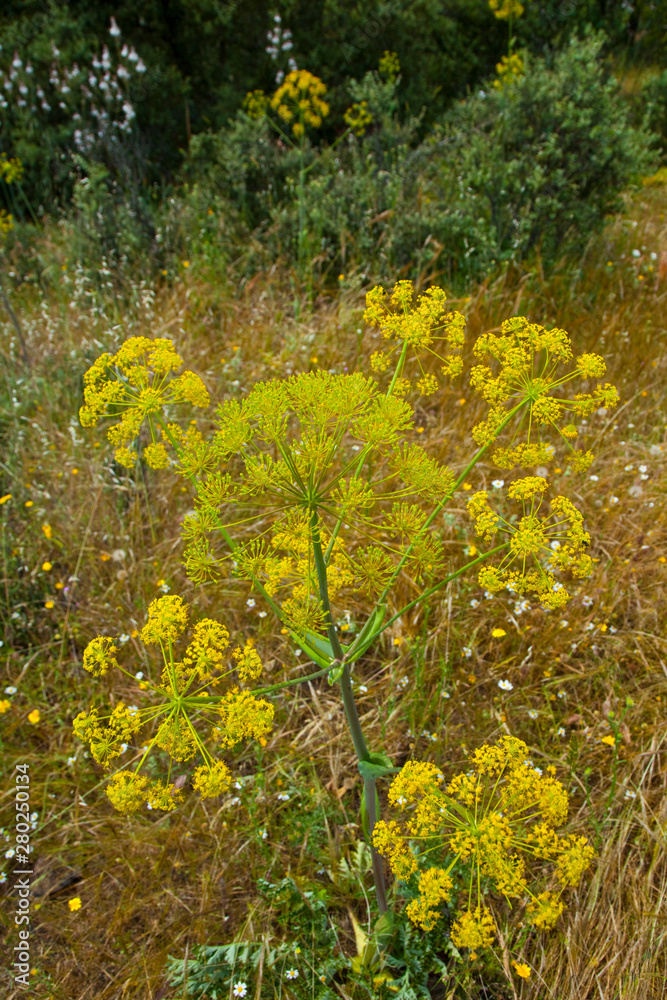 Obraz premium Mediterranean forest in springtime