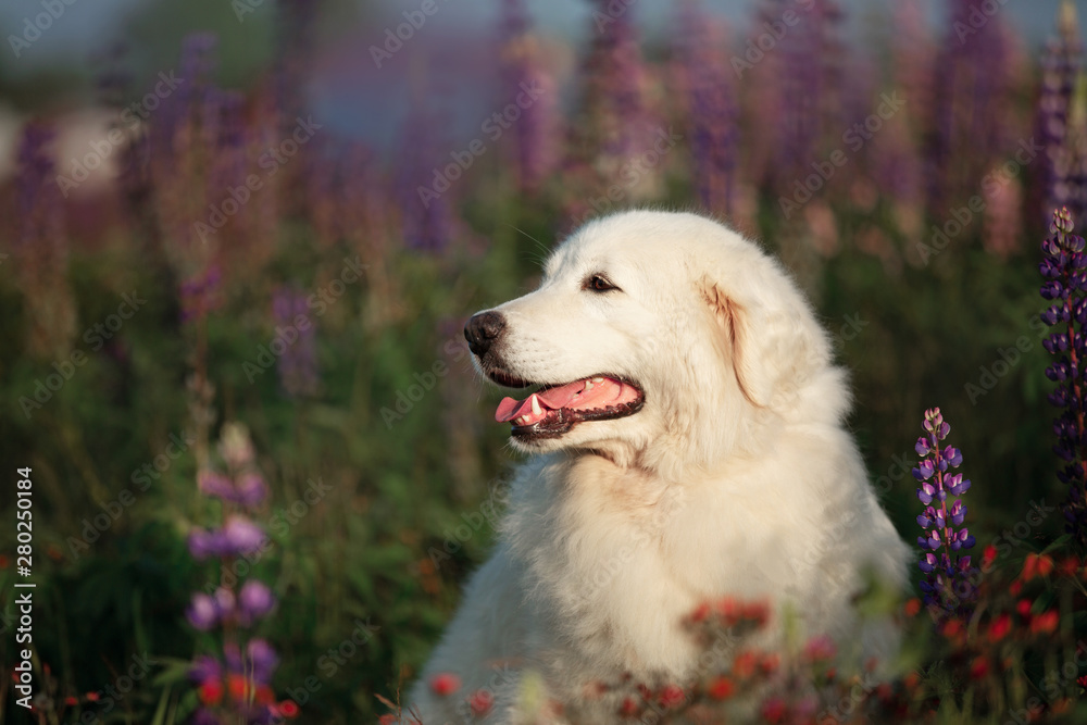 Cute maremma sheepdog. Big white fluffy dog breed maremmano abruzzese shepherd lying in the field of lupines at sunset.