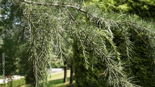 Dangling hanging branch of evergreen coniferous tree with bunches of needles close-up photo