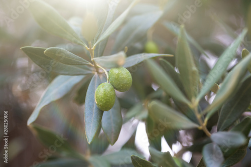 Olives on a branch of an olive tree. Detail close-up of green fruit olives with selective focus and shallow depth of field.