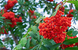 Rowan berries on a tree in a city park. Clusters of rowan berries on the background of green foliage.