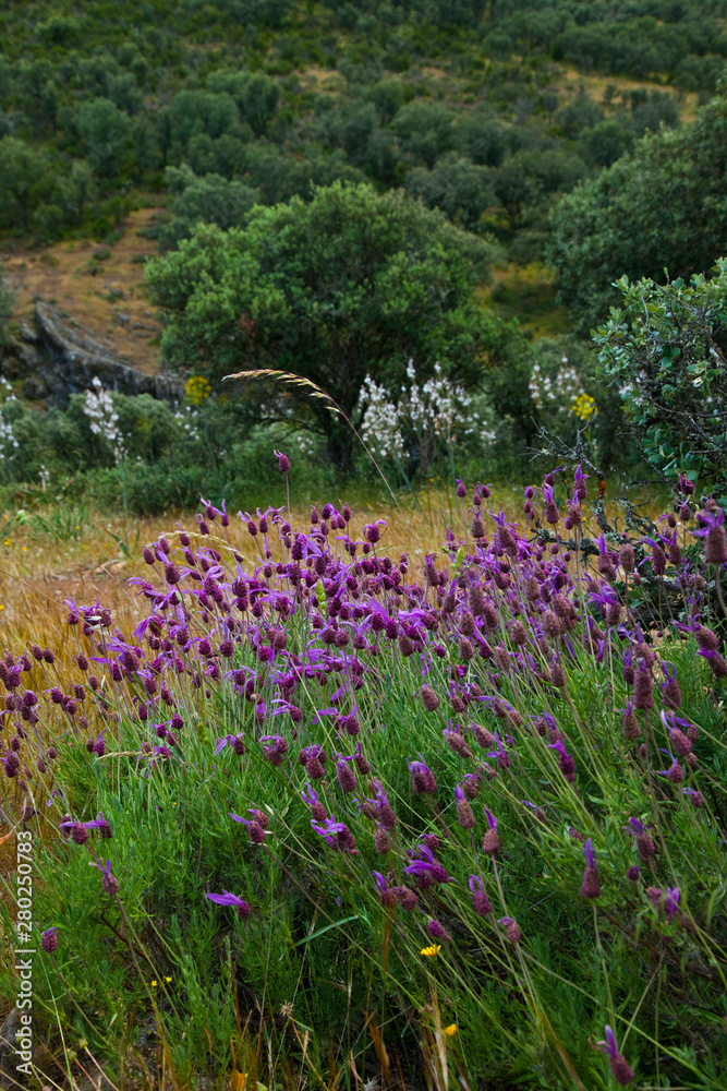 Mediterranean forest in springtime