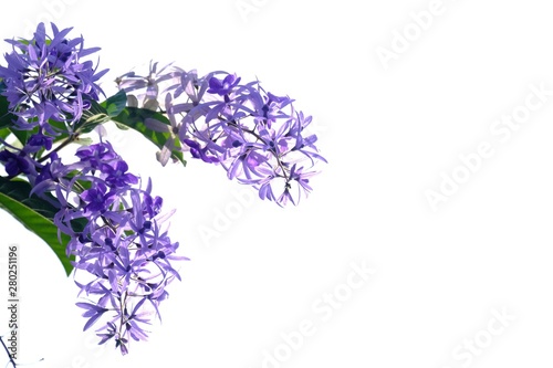 A sweet bouquet of purple Petrea Volubilis flower blossom with sun light on white isolated background 