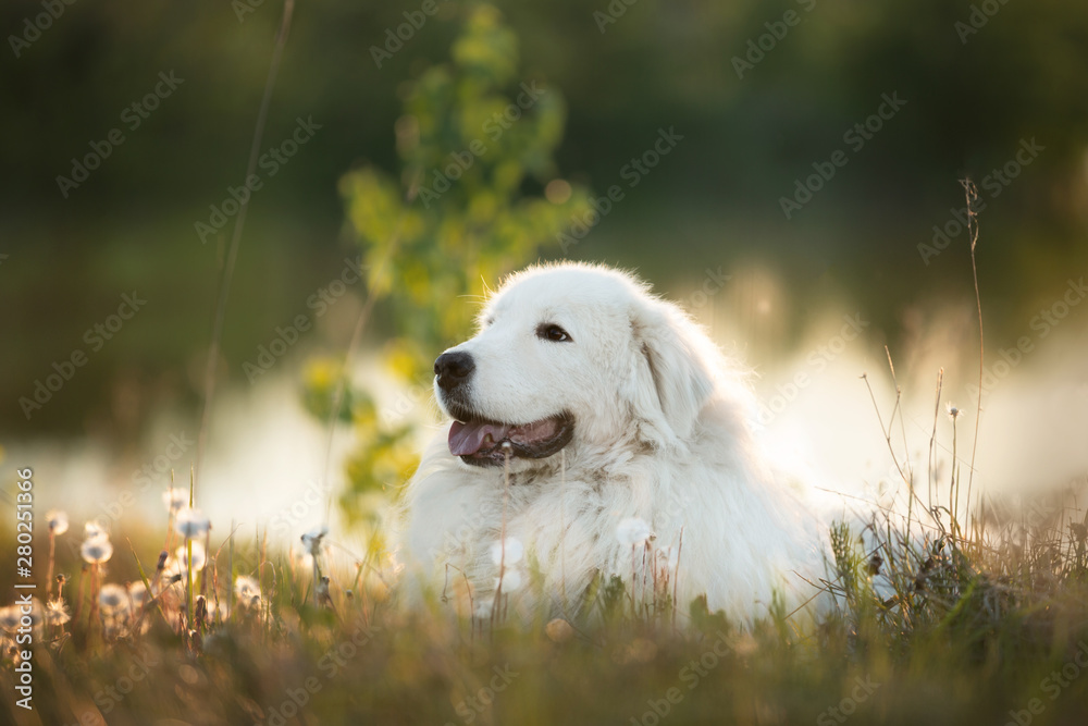 Happy maremma sheepdog. Big white fluffy dog breed maremmano abruzzese shepherd lying in the forest in summer Happy maremma sheepdog. Big white fluffy dog breed maremmano abruzzese shepherd lying in the forest in summer