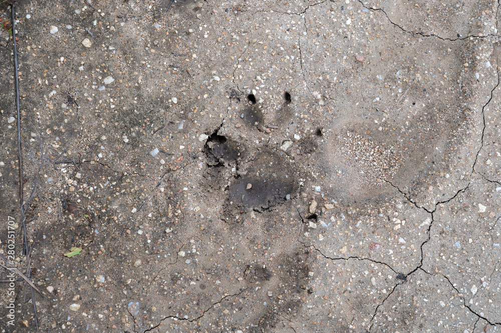 Close up of bear track left on a trail after a heavy rain. Close up of bear track left on a trail after a heavy rain.