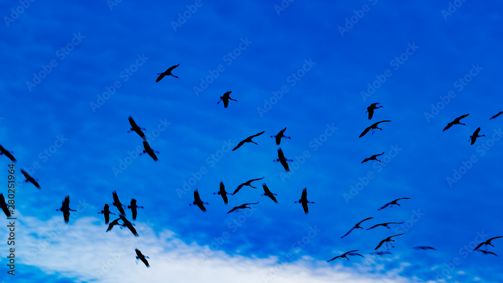 Fototapeta premium Kraniche im Flug