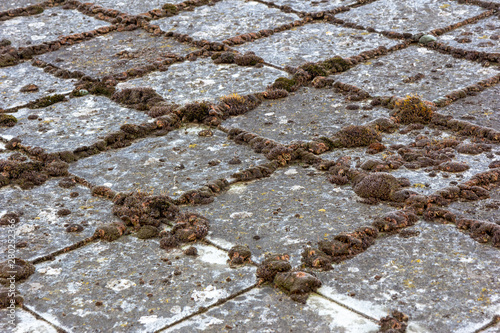 old dirty, mossy, lichened shingles of a rooftop photo
