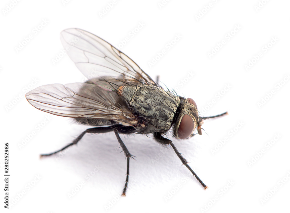 fly isolated on a white fly isolated on a white