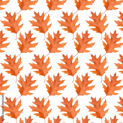 Pattern oak autumn leaf  on white background
