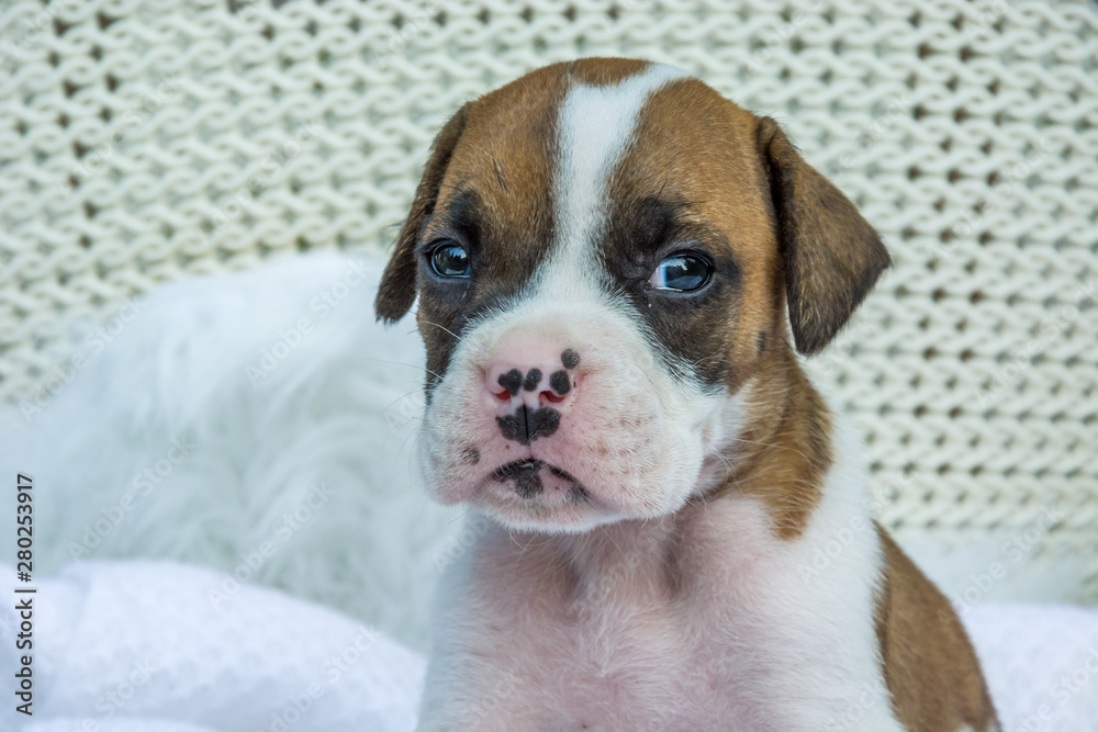 Portrait of a small puppy dog Portrait of a small puppy dog