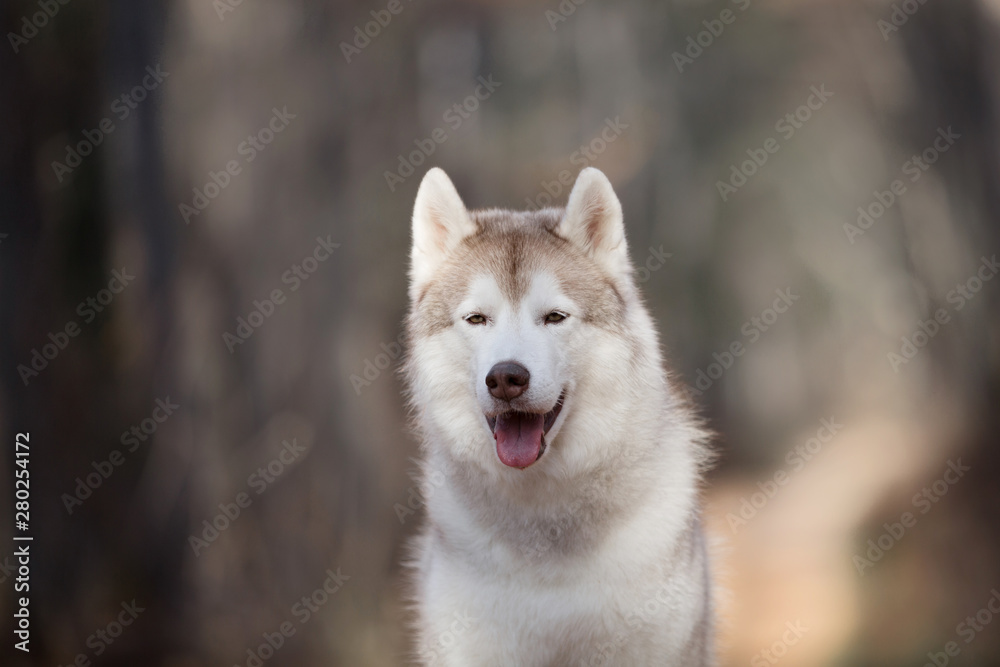 Naklejka premium Close-up Portrait of gorgeous and free Beige dog breed Siberian Husky sitting in the fall forest at sunset
