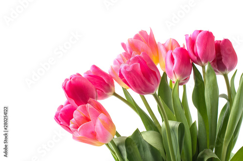 Pink tulip on white background.