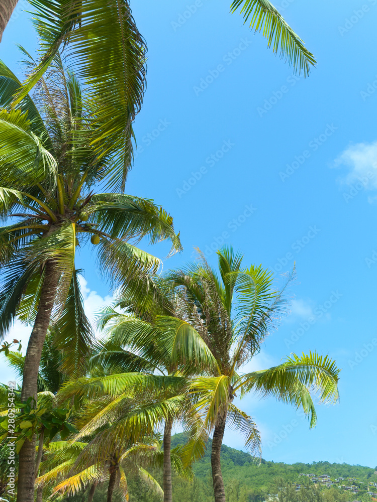 Coconut palm trees against blue  sky