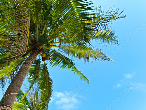 Coconut palm trees against blue  sky